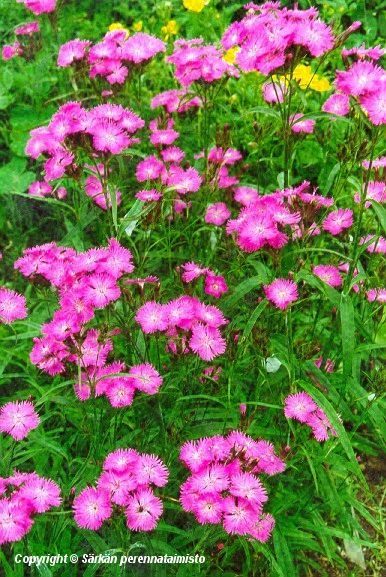 Dianthus x courtoisii Malla - lapinneilikka Dianthus x courtoisii Malla - lapinneilikka